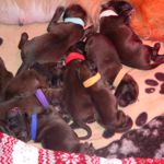 Roxy und Ihre Welpen